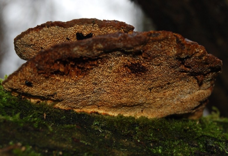 Funghi del 14 gennaio.